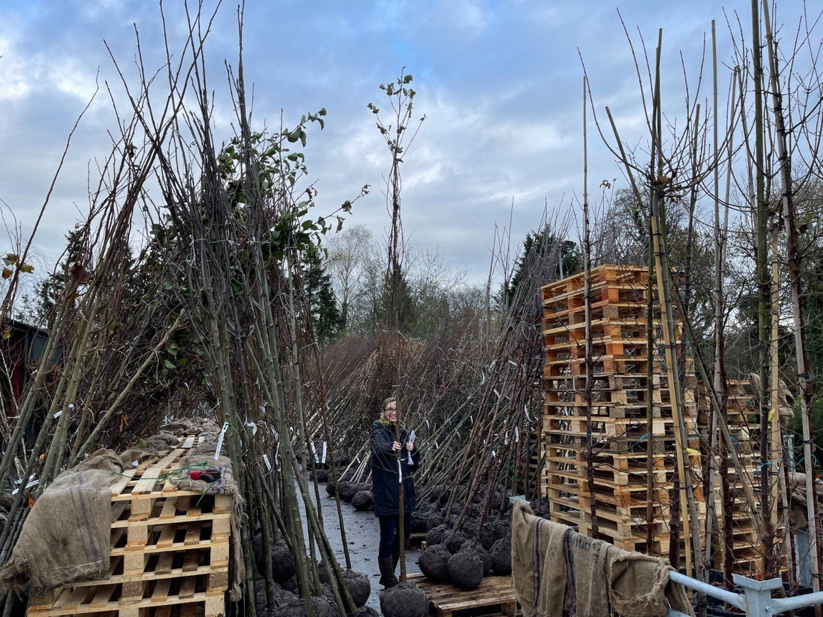 Alnus Glutinosa 8-10 Girth Heavy Standard Tree