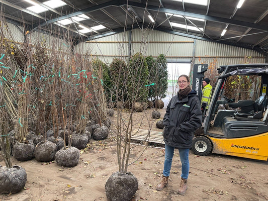 Alnus Incana Multi Stem 175/200cm