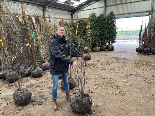 Amelanchier Lamarckii Multi Stem 100/125cm