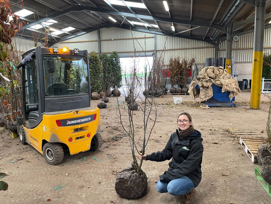 Amelanchier Lamarckii Multi Stem 175/200cm