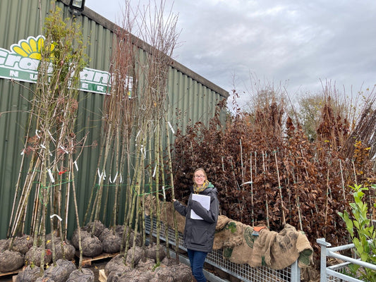 Amelanchier Robin Hill Std 6/8cm Girth