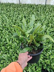 Aspleniun Scolopendrium 5 Litre Pot