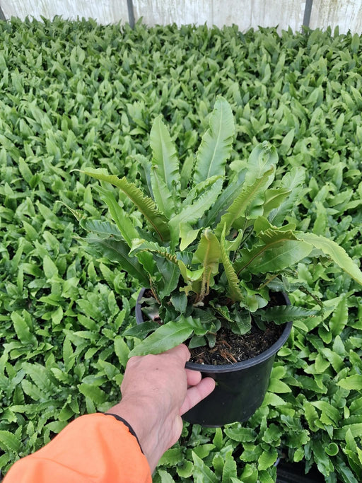 Aspleniun Scolopendrium 5 Litre Pot