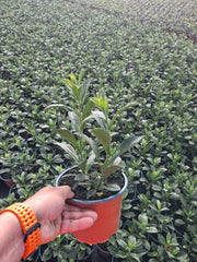 Aster frik.Monch 2 Litre Pot