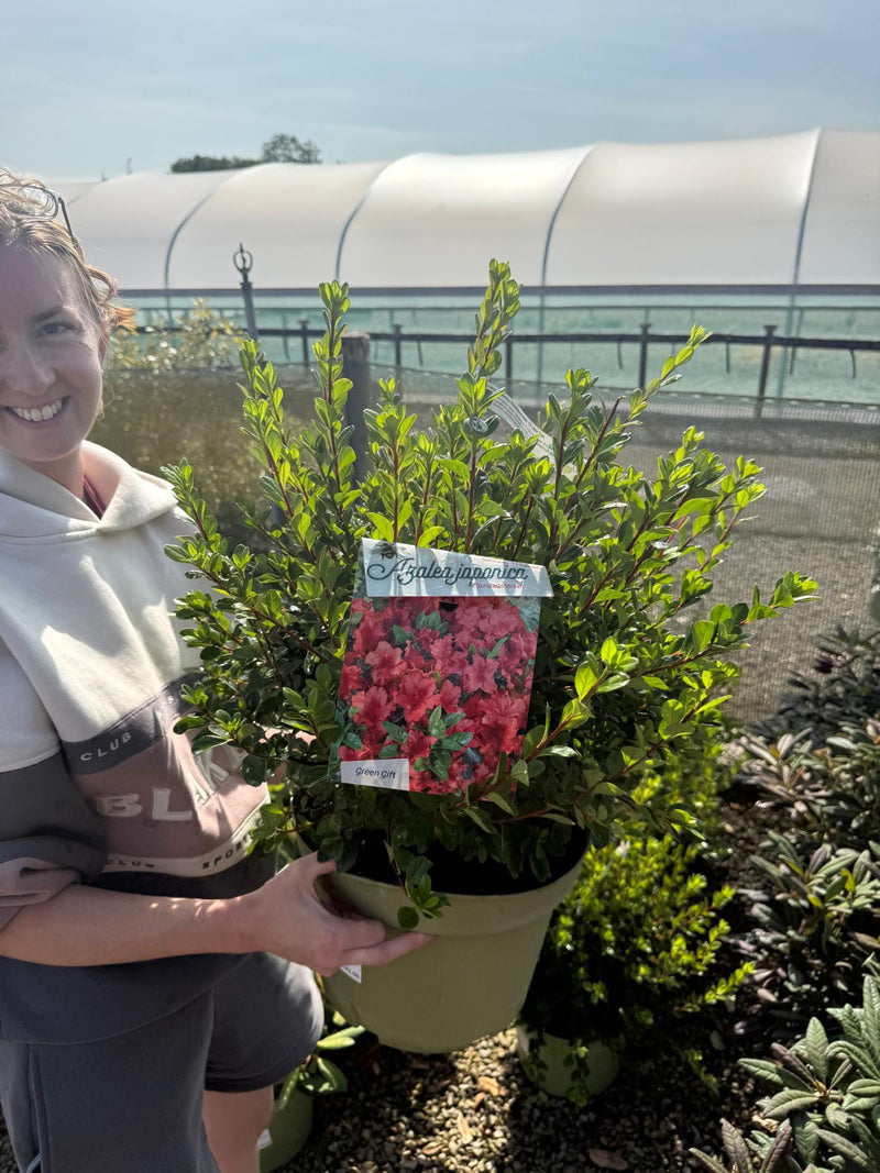 Azalea Japonica Stewartstonian 10 Litre Pot
