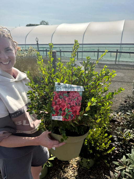 Azalea Japonica Stewartstonian 10 Litre Pot