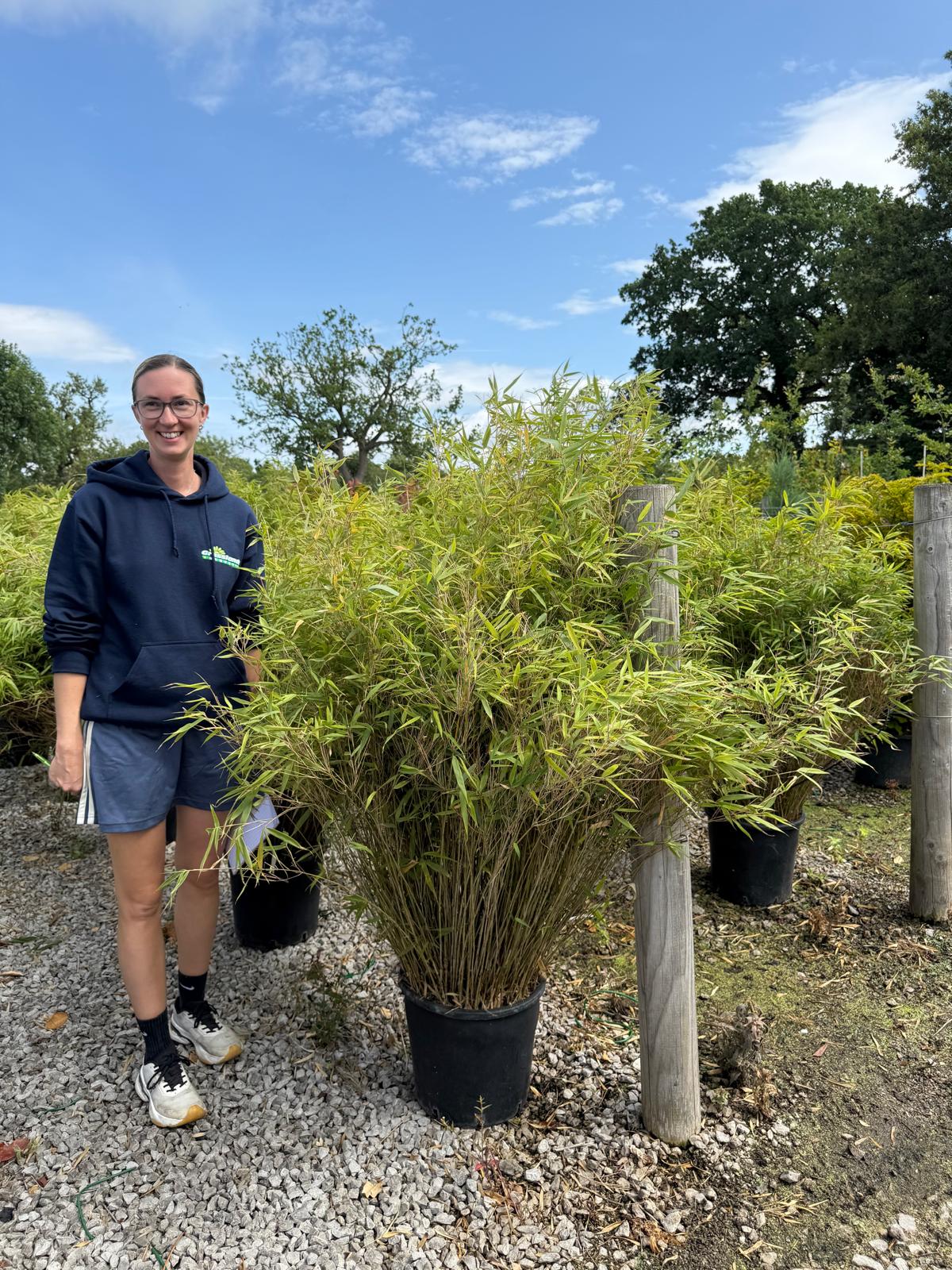 Bamboo Fargesia Simba 18 Litre Pot