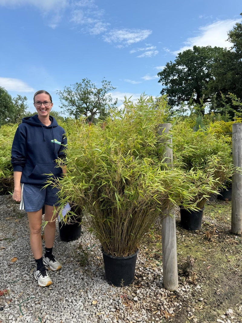 Bamboo Fargesia Simba 18 Litre Pot