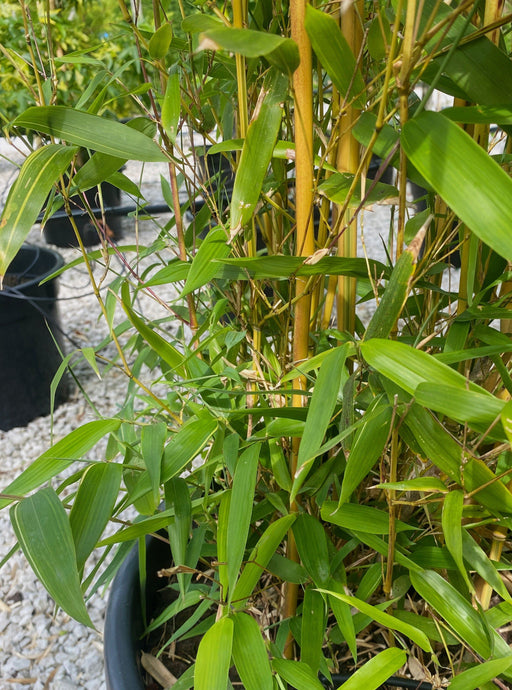 Bamboo Phyllostachys Aureosulcata Spectabilis 175-200cm 15 Litre Pot