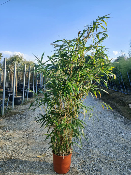 Bamboo Pseudosasa Japonica 15 Litre Pot 90/100cm