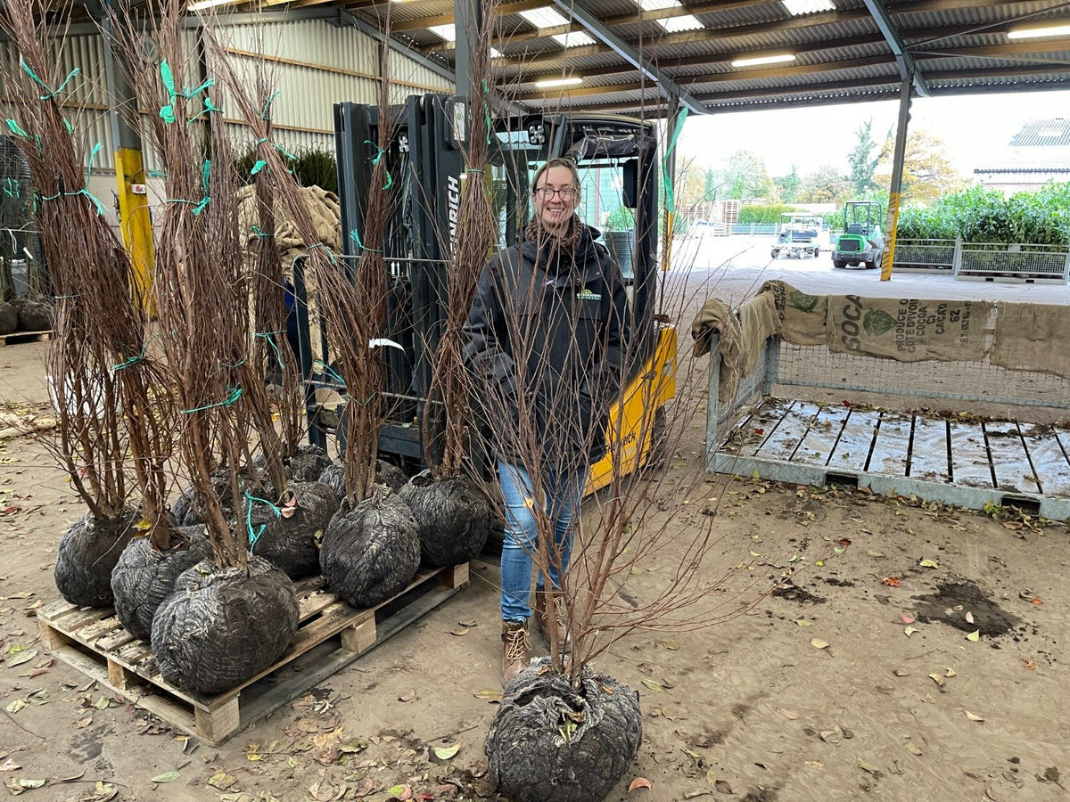 Betula Nigra Multi Stem 150/175cm