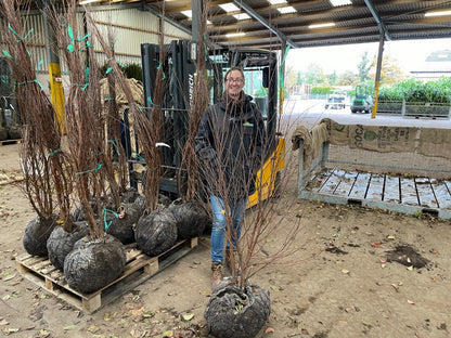 Betula Nigra Multi Stem 150/175cm