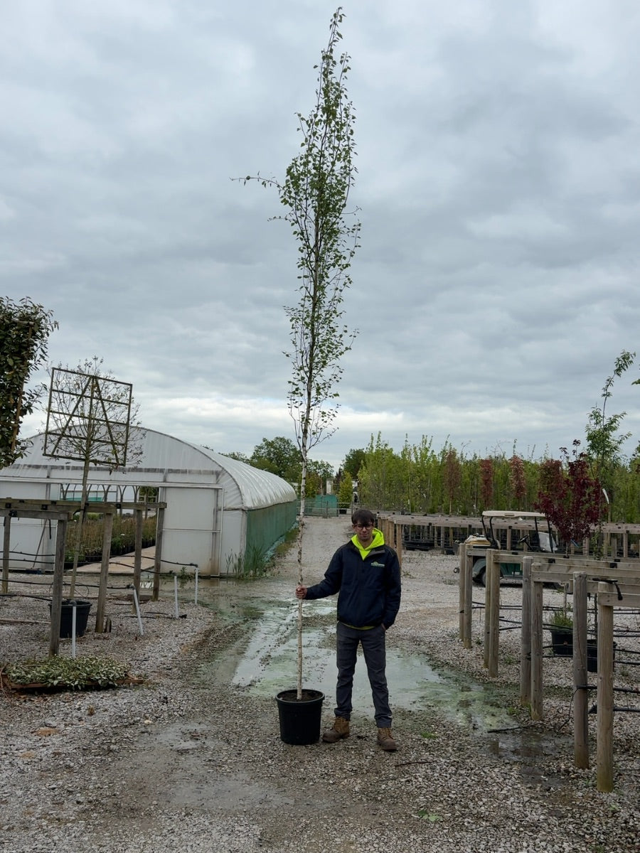 Betula Pendula Fastigiata 8/10cm Girth Root Ball Delivery November Onwards