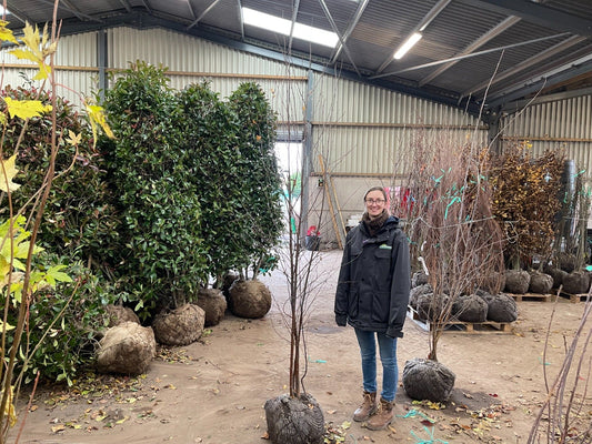 Betula Utilis Multi Stem 200-250cm