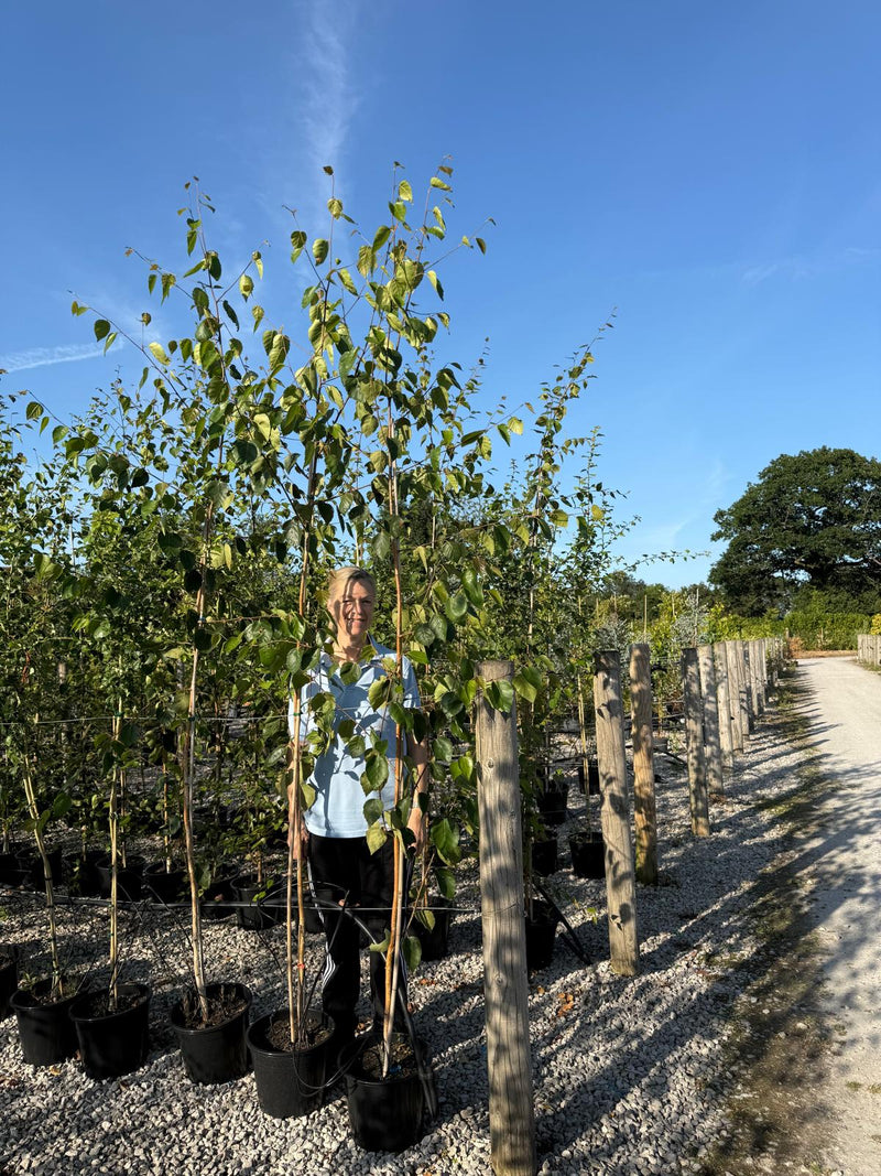 Betula utilis var. jacquemontii 'Doorenbos' 5 Litre Pot 200cm+
