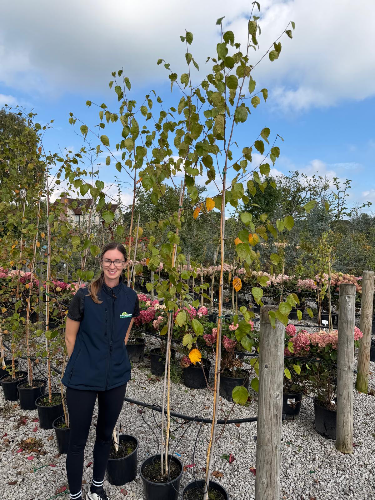 Betula utilis var. jacquemontii 'Doorenbos' 7.5 Litre Pot 200cm