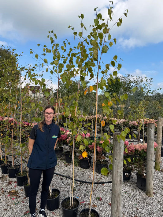 Betula utilis var. jacquemontii 'Doorenbos' 7.5 Litre Pot 200cm