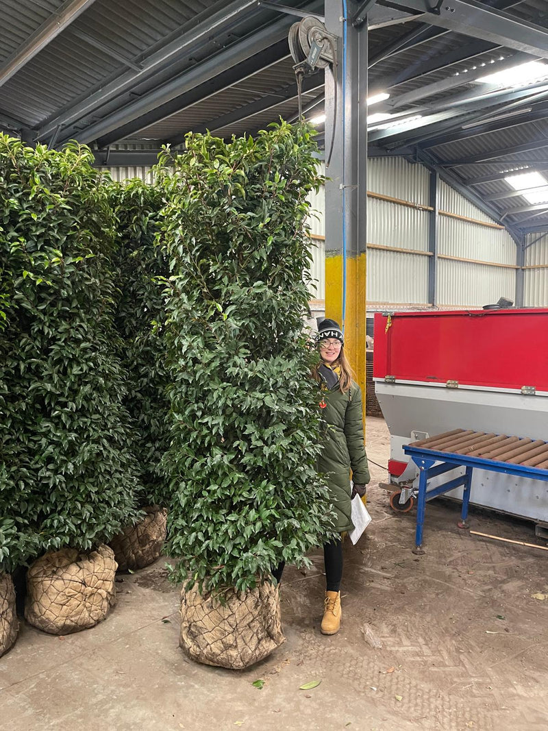 Big Deal 10 x Portuguese Laurel Specimen Trimmed 200-225cm Wired Root Ball Delivery October