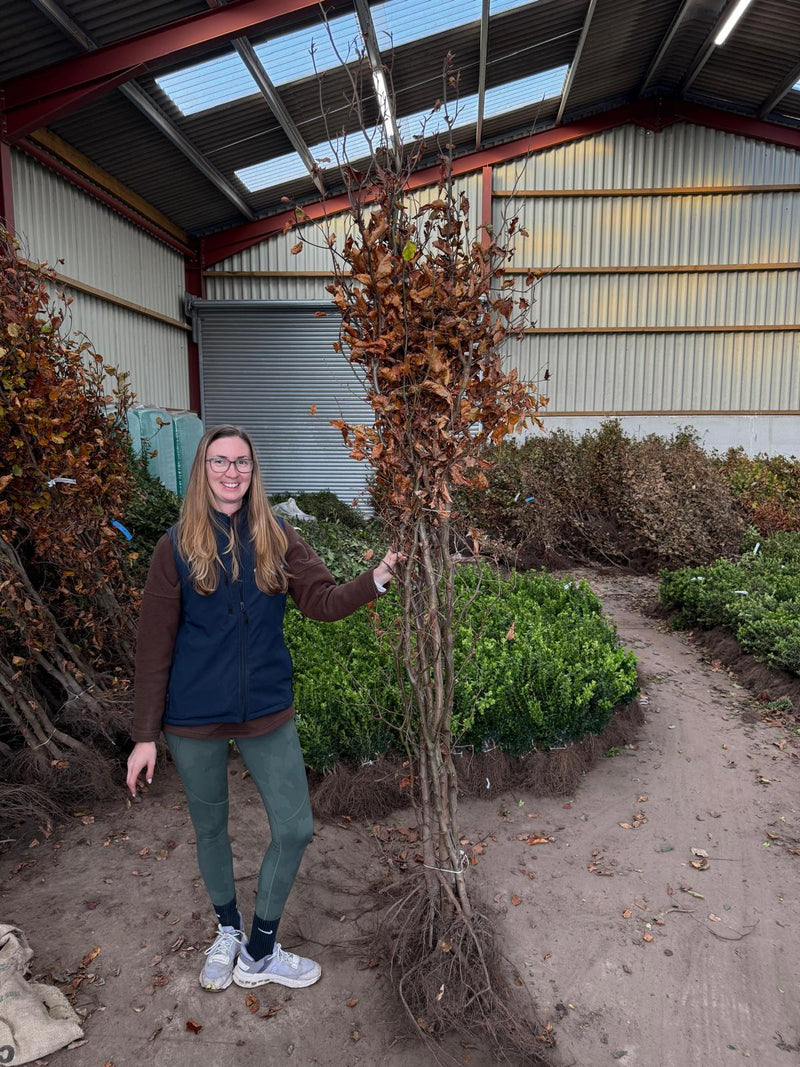 Big Deal 50 x Beech Hedging Green Bare Root 175-200cm Delivery From November