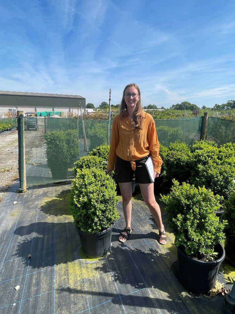 Big Deal Box hedging 50-60cm Root Ball x 40 Delivery October
