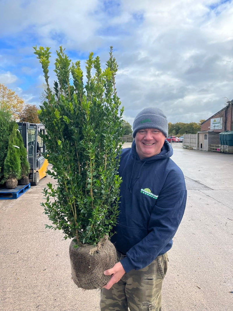 Big Deal Box hedging 80-100cm Root Ball x 20 Delivery October