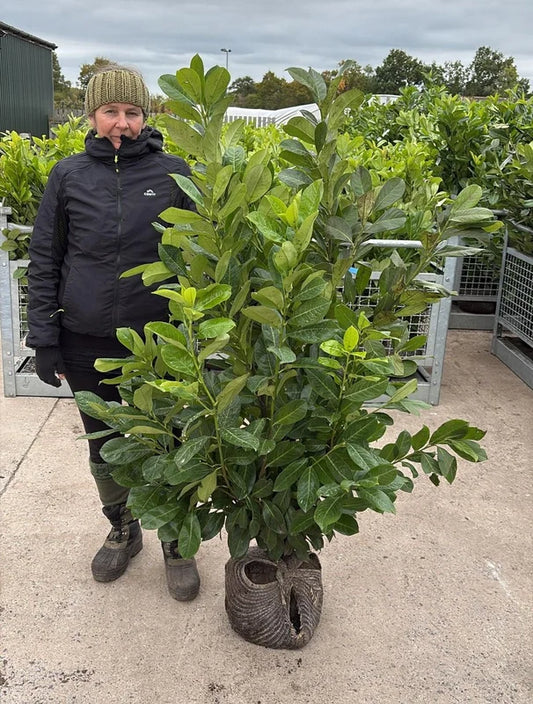 Big Deal Cherry Laurel Hedging 125/150cm x 20 Root Ball Delivery from October