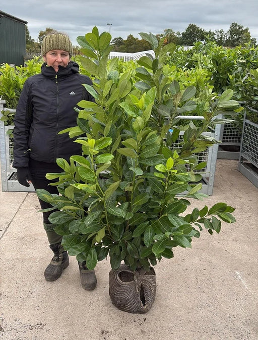 Big Deal Cherry Laurel Hedging 125/150cm x 20 Root Ball Delivery from October