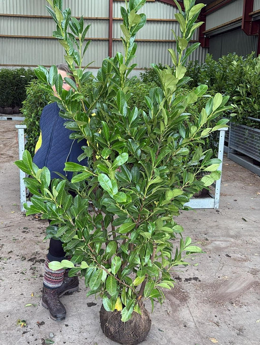 Big Deal Cherry Laurel Hedging,150/175cm Root Ball x 40 Delivery From October