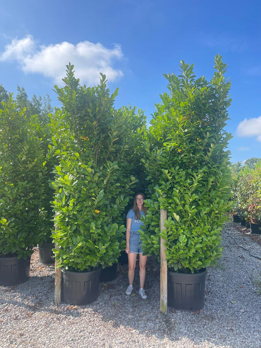 Big Deal Cherry Laurel hedging 250-300cm Super Wide Root Ball x 10 October Delivery