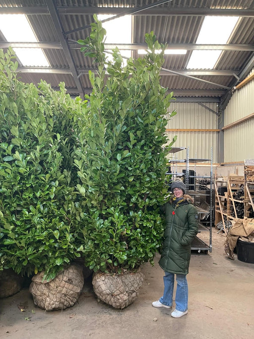 Big Deal Cherry Laurel hedging 3-3.5m Super Wide Root Ball Delivery From October
