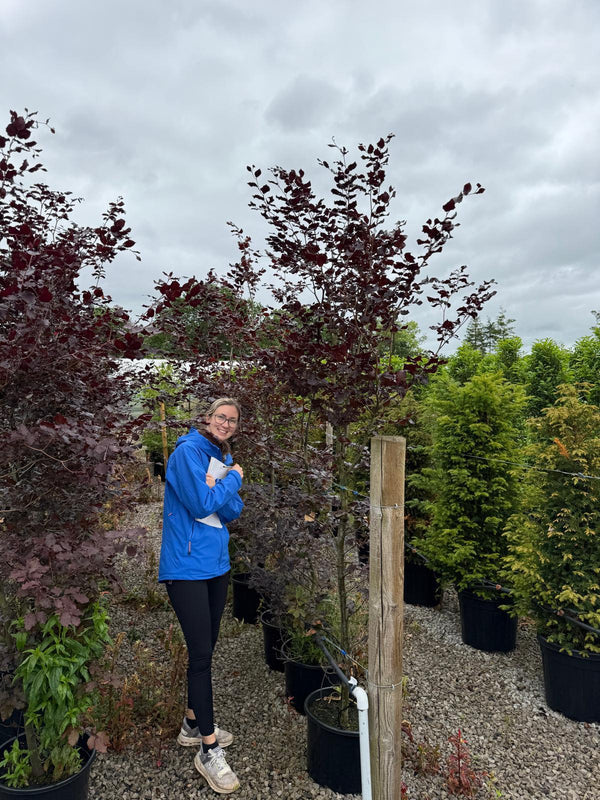 Big Deal Copper Beech 7.5 Litre Pot Grown 180/200cm x 20 Delivery from October