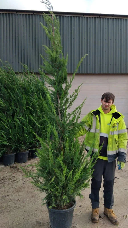 Big Deal Green Leylandii 2.70 - 3 Metre x 20 Pot Grown
