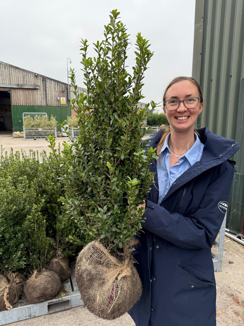 Ilex Crenata Caroline Upright 60-80cm Root Ball Delivery from October