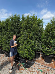 Big Deal Portuguese Laurel Specimen Trimmed 225cm x 10