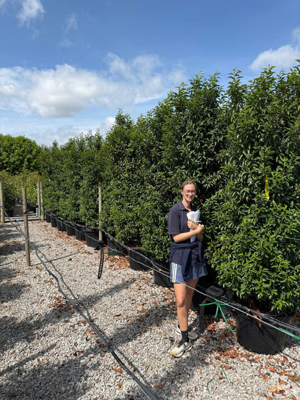 Big Deal Portuguese Laurel Specimen Trimmed 225cm x 10