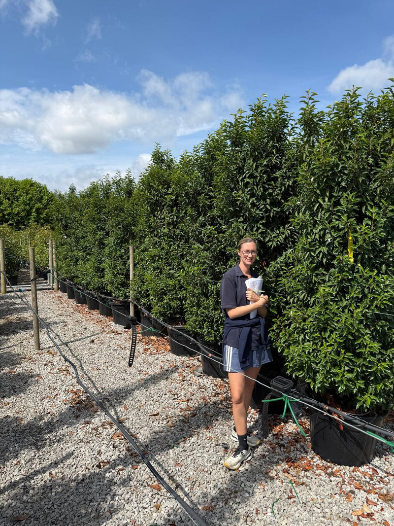 Big Deal Portuguese Laurel Specimen Trimmed 225cm x 10