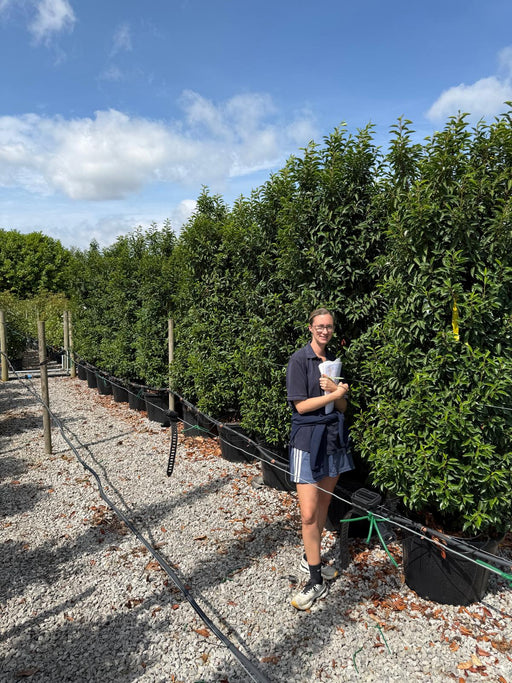 Big Deal Portuguese Laurel Specimen Trimmed 225cm x 10