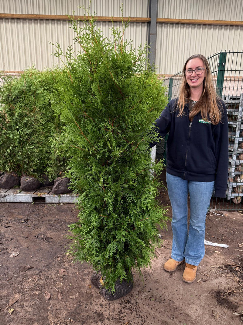 Big Deal Thuja Brabant 160/180 Root Ball x 40 Delivery October