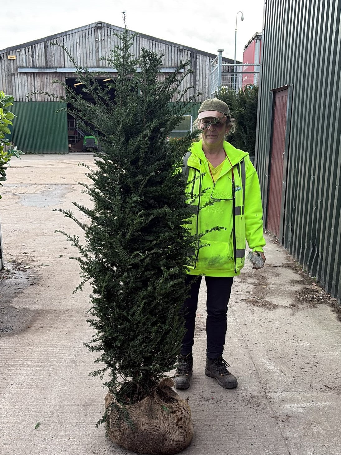 Big Deal Yew Hedging Root Ball 140-160cm & 40-50cm Wide x 20