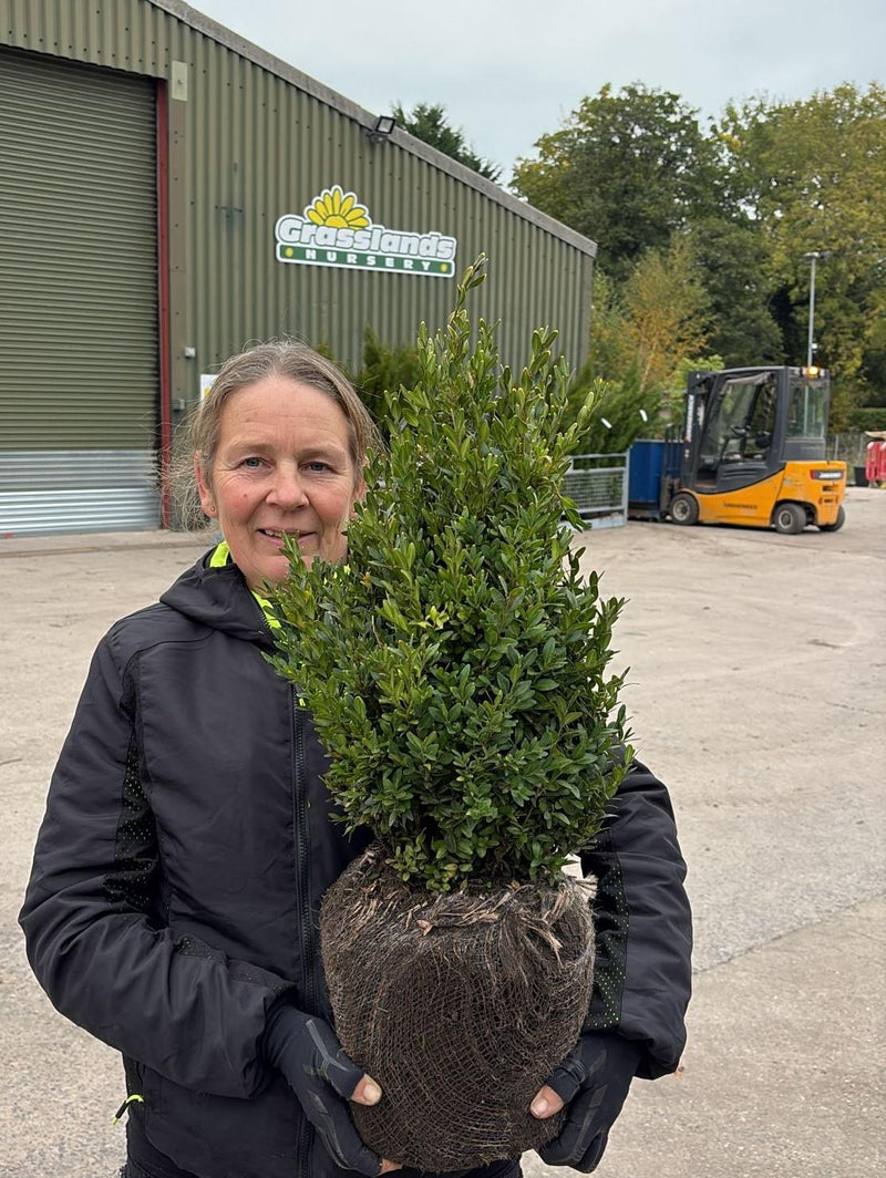 Box hedging 40-50cm Root Ball Delivery from October