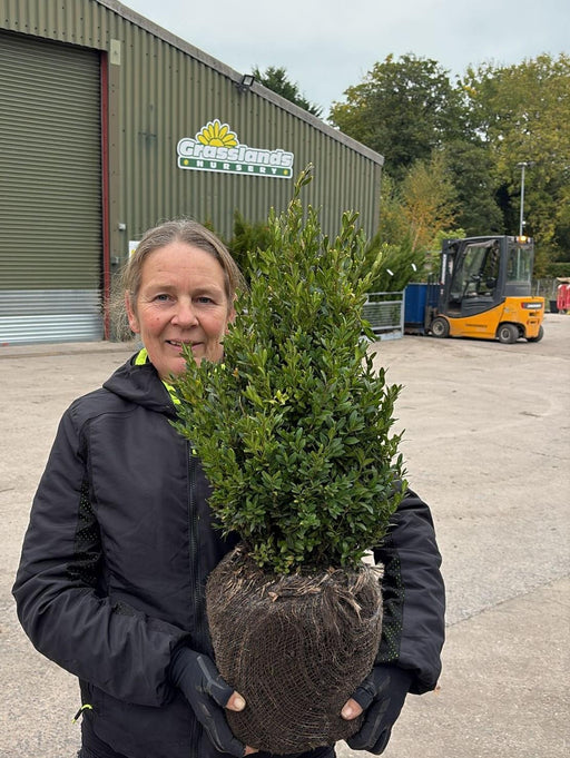 Box hedging 40-50cm Root Ball Delivery from October