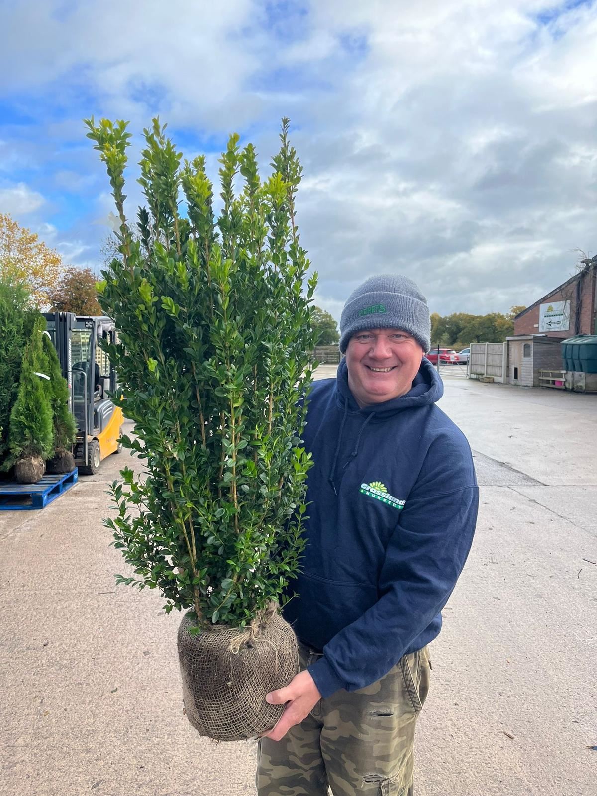 Box hedging 80-100cm Root Ball Delivery from October