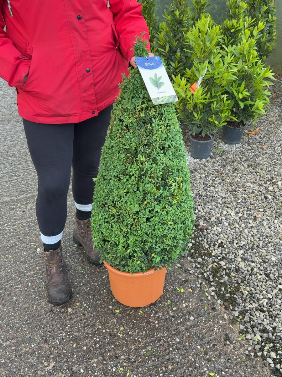 Buxus Cone 12 Litre Pot 70-80cm