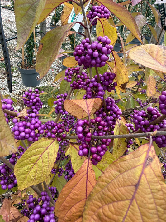 Callicarpa bod. Magical Deep Purple 20 Litre 100/125cm