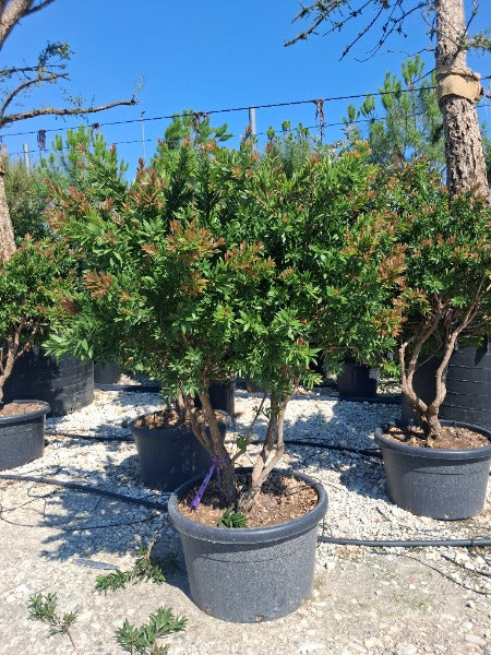 Callistemon Viminalis Red Star 65 Litre Pot Multi-Stem