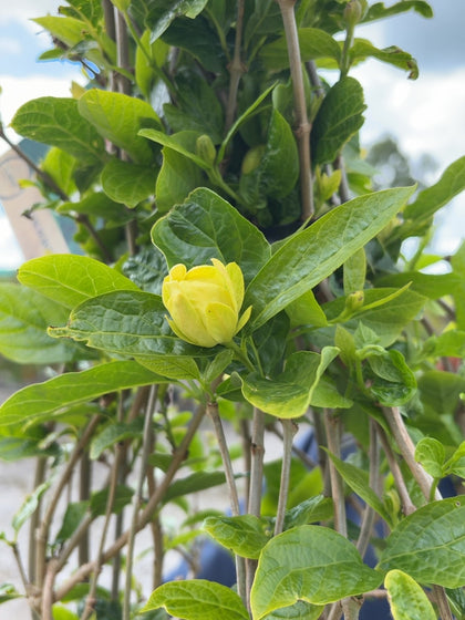 Calycanthus Venus 20 Litre 125/150cm September Delivery