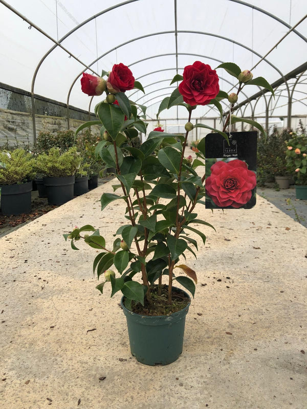 Camellia japonica Australis 3 Litre Pot