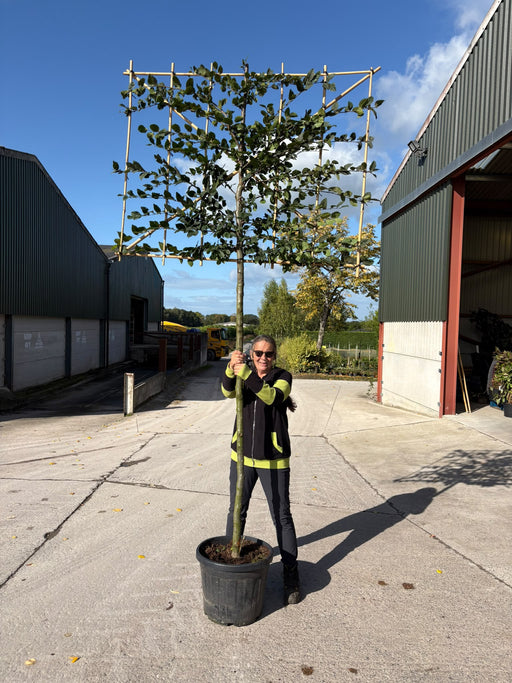 Carpinus B. Pleached 12/14cm G, 180cm Stem, 150cm wide x 120cm tall