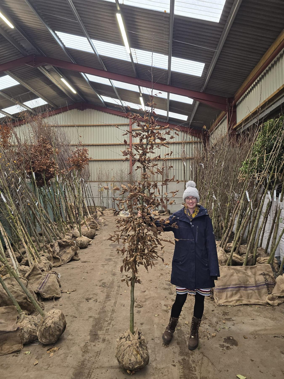Carpinus Betulus Heavy 10-12cm Girth  Root Ball Delivery From November Onwards