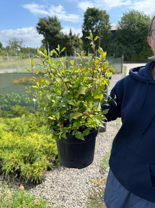 Ceratostigma willmottianum Forest Blue - Chinese Plumbago 3 Litre Pot